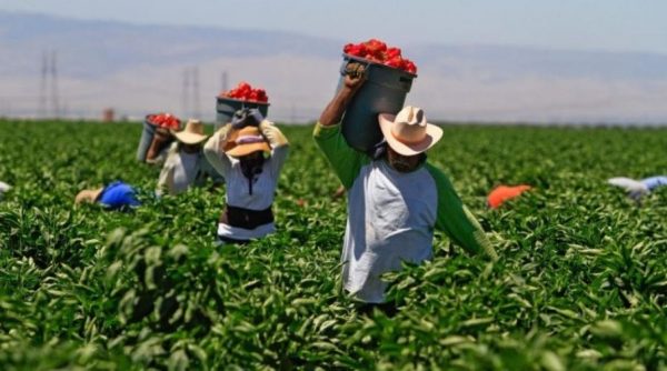 Unsung Heroes: Mexican Laborers Still Working Hard In The Fields, Providing Our Food